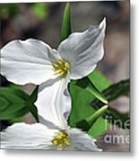 Spring Trillium Metal Print