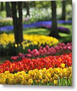 Colorful Tulips At Keukenhof Metal Print