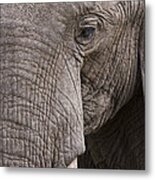 African Elephant Masai Mara Kenya #1 Metal Print