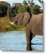 African Elephant #1 Metal Print