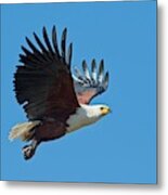 African Fish Eagle In Flight Metal Print