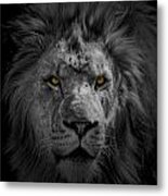 African Lion Metal Print