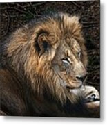 African Lion #1 Metal Print