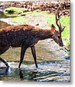 After Bathing. Mauritius Metal Print