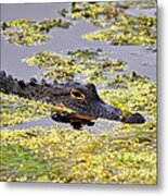 Alligator In Algae #1 Metal Print