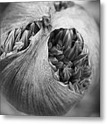 Allium Bud Metal Print