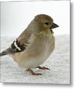 American Goldfinch In The Snow Metal Print