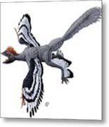 Anchiornis Huxleyi Feathered Dinosaur Metal Print