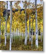 Aspen Forest #1 Metal Print