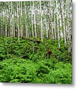 Aspen Trees And Ferns In Mountain #1 Metal Print