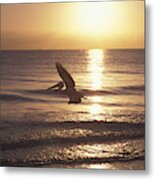 Australian Pelican Glides At Sunrise #1 Metal Print
