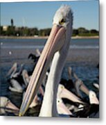 Australian Pelicans (pelecanus #1 Metal Print