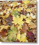 Autumn Sycamore Leaves Germany #1 Metal Print