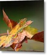 Autumn Leaves Metal Print