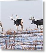 Bachelor Herd #1 Metal Print