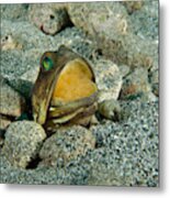 Banded Jawfish Incubating Eggs In Mouth #1 Metal Print