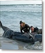 Beached False Killer Whale #1 Metal Print