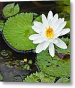 Beautiful Water Lily  #1 Metal Print