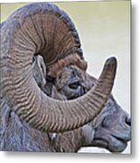 Bighorn Mountain Sheep 1 Metal Print