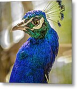 Blue Peacock #1 Metal Print
