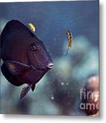 Blue Tang #1 Metal Print