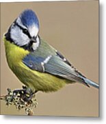 Blue Tit #1 Metal Print