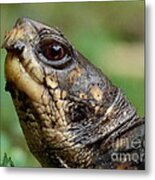 Box Turtle Metal Print