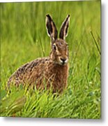 Brown Hare #1 Metal Print