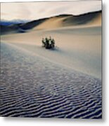 Bushes In Sand Dunes At Dusk #1 Metal Print