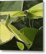 Butterfly Love #1 Metal Print