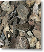 Cascades Frog #1 Metal Print