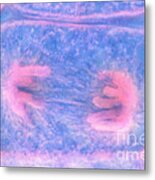 Cell Division  Anaphase #1 Metal Print