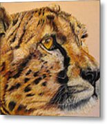 Cheetah Gaze #1 Metal Print