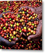 Coffee Berries, El Salvador #1 Metal Print