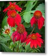 Coneflowers Echinacea Red  #1 Metal Print