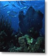 Coral In The Gulf Of Mexico #1 Metal Print