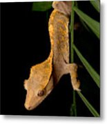Crested Gecko Rhacodactylus Ciliatus #1 Metal Print