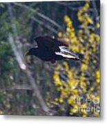Crow In Flight #1 Metal Print