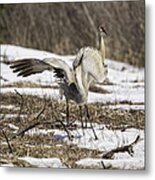 Dancing Crane #2 Metal Print