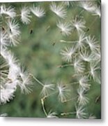 Dandelion Seeds #1 Metal Print