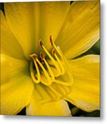 Daylily #1 Metal Print