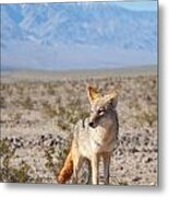 Desert Coyote Metal Print