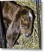 Doing Time For The Crime At Wolcott Farm  #1 Metal Print