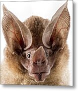 Dorbignys Round-eared Bat Suriname #1 Metal Print