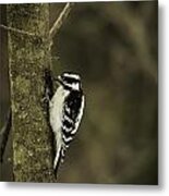 Downy Woodpecker Metal Print