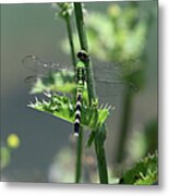 Dragonfly #1 Metal Print