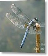 Dragonfly On Stick Metal Print