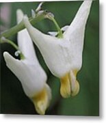 Dutchman's Breeches #1 Metal Print