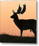 Fallow Deer Buck At Sunset Denmark #1 Metal Print