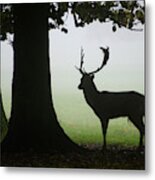Fallow Deer Buck #1 Metal Print